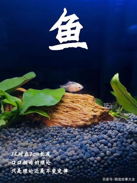 養幾條魚最好|一個魚缸養多少魚合適，從風水學及科學的角度來告訴你！